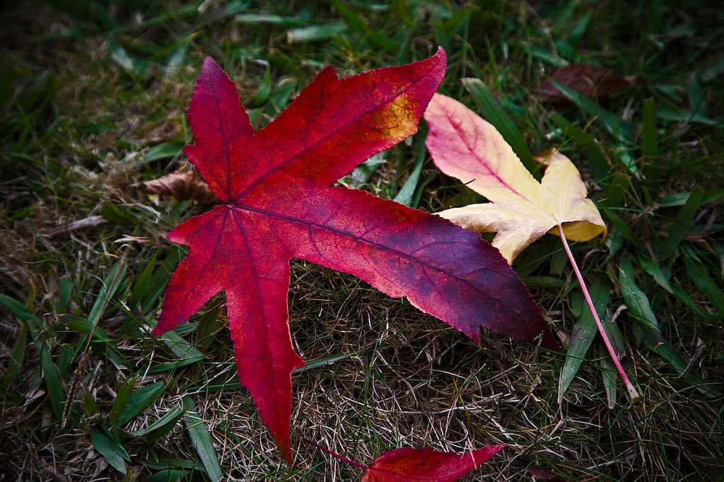 Colores del otoño by molineli