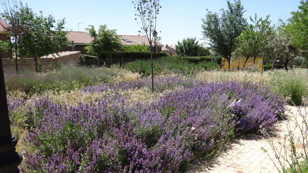 Romero (rosmarinus officinalis) en flor y gramíneas by EventusBonus