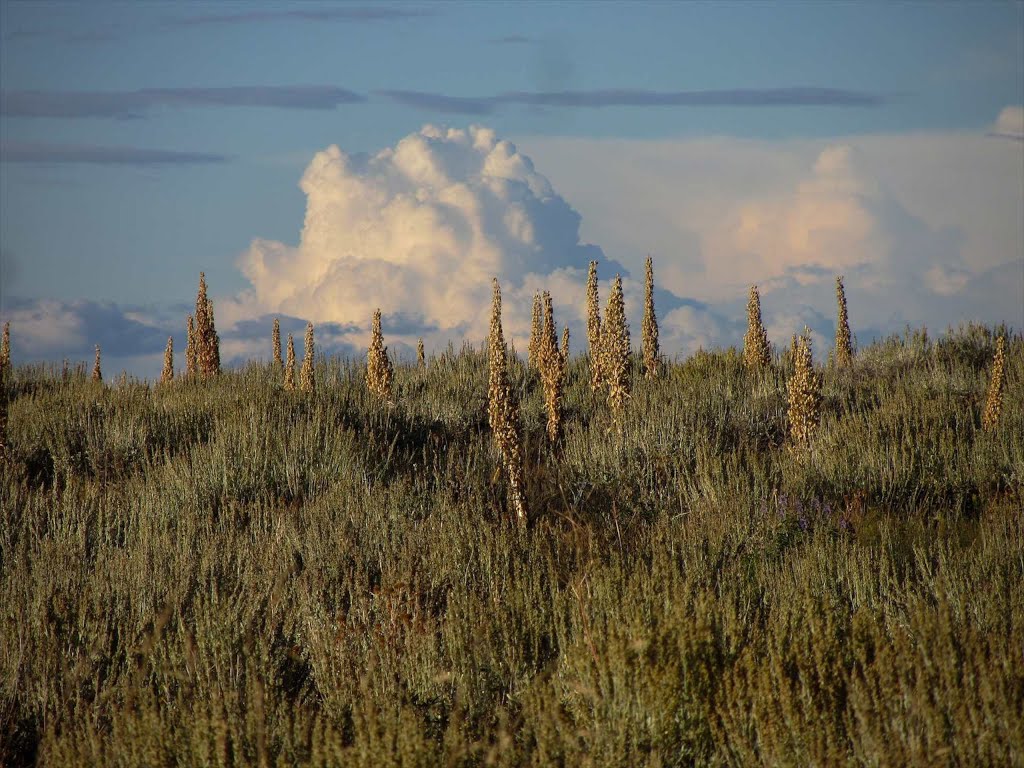 Clouds and Meadows; Side road off FSR 600 Coffee Pot Road, White River Plateau, White River NF, NW of Dotsero, CO by Lon&Queta