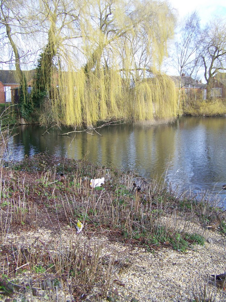 Duck pond by kc9eci