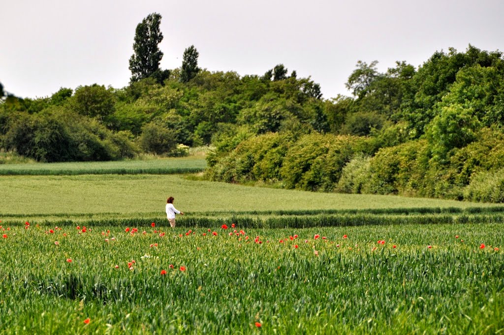 Roter Mohn by martin41977