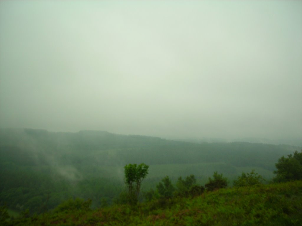 Mist over Wentwood by rwyw