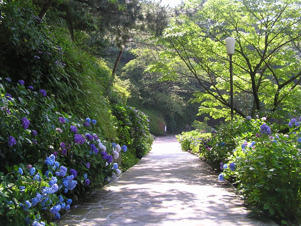 伊豆・下田　下田公園　あじさい by www.izurainbow.com