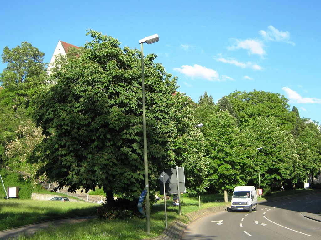 Rutesheimer Straße, links oben Schloss Leonberg by Kurt Delikurtev