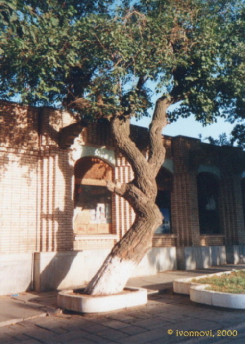 Twirling Tree near the Bazaar / Skręcone drzewo przy bazarze by Ivonna Nowicka