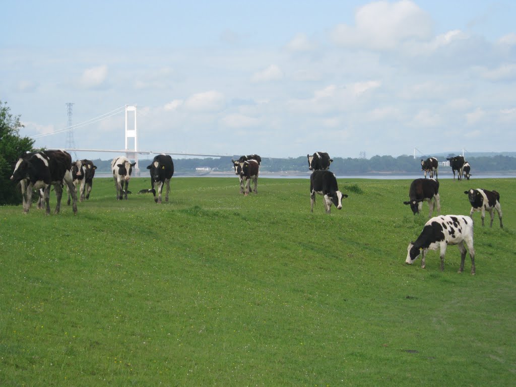 Severn Bridge and Cattle at Whale Wharf. by Bob&Anne Powell