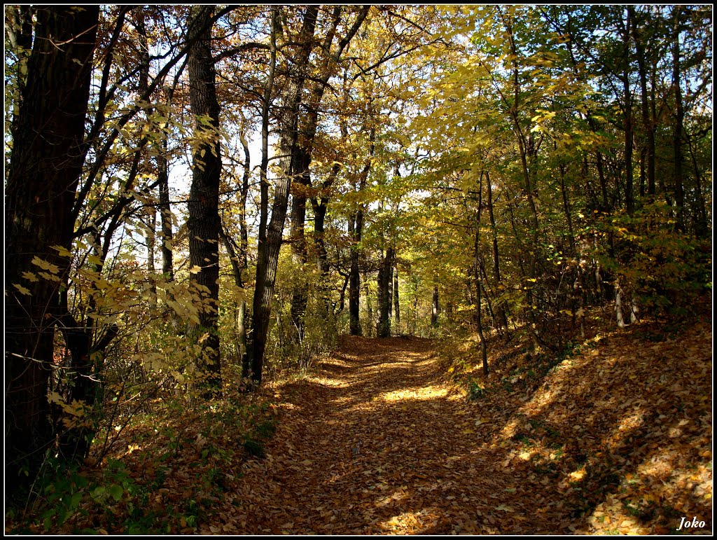 ZÁMOCKÝ PARK by < JOKO >