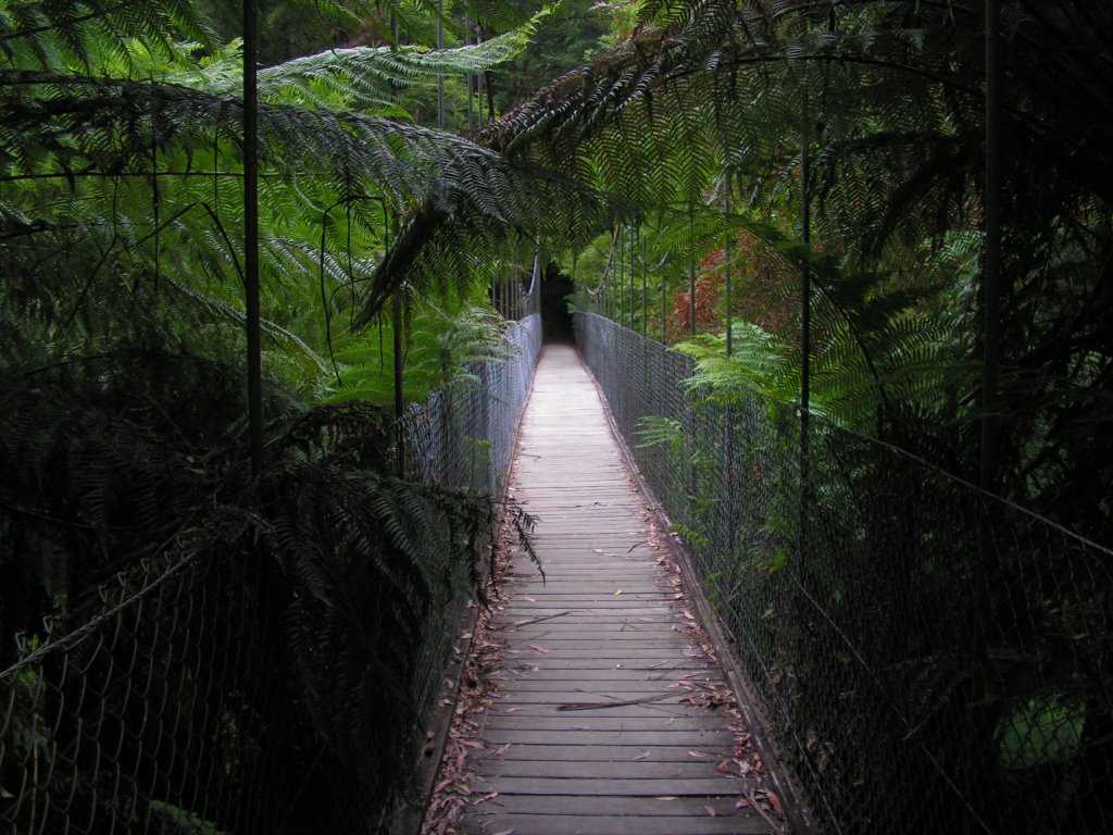 Suspension Bridge amongst the ferns. Tarra-Bulga NP by emdb67