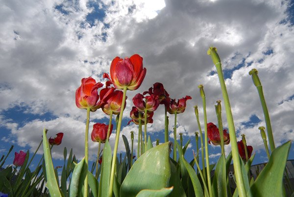 Flowers at Novell by jsudweeks