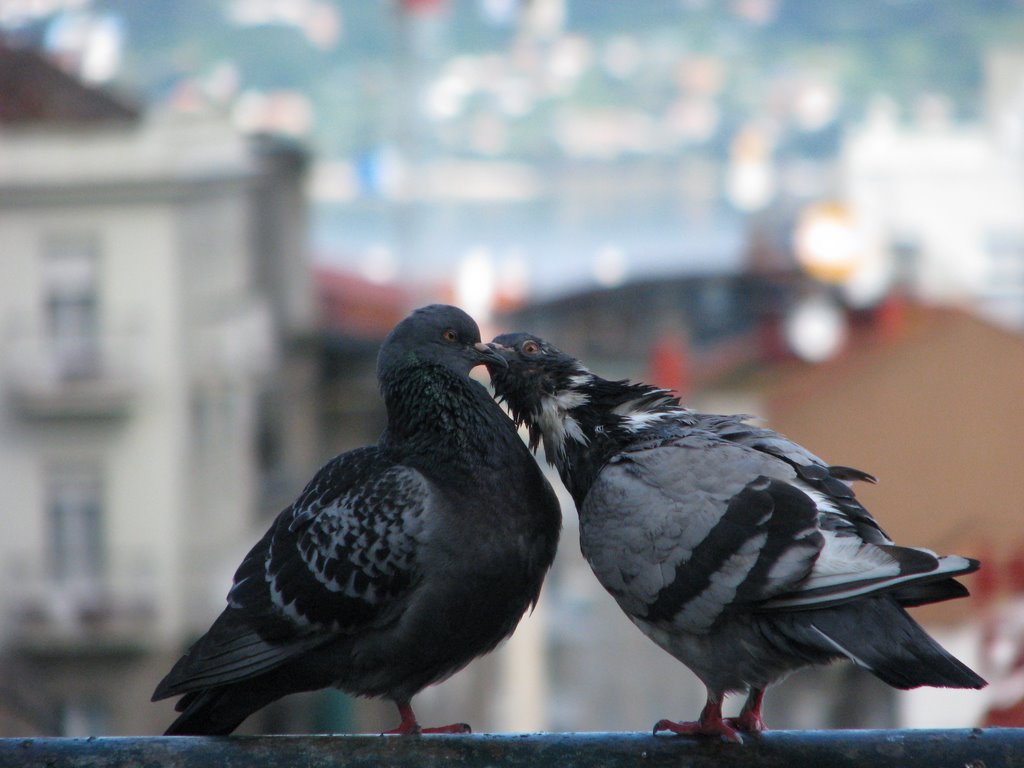 EL BESO by IVADIS no VIEWS