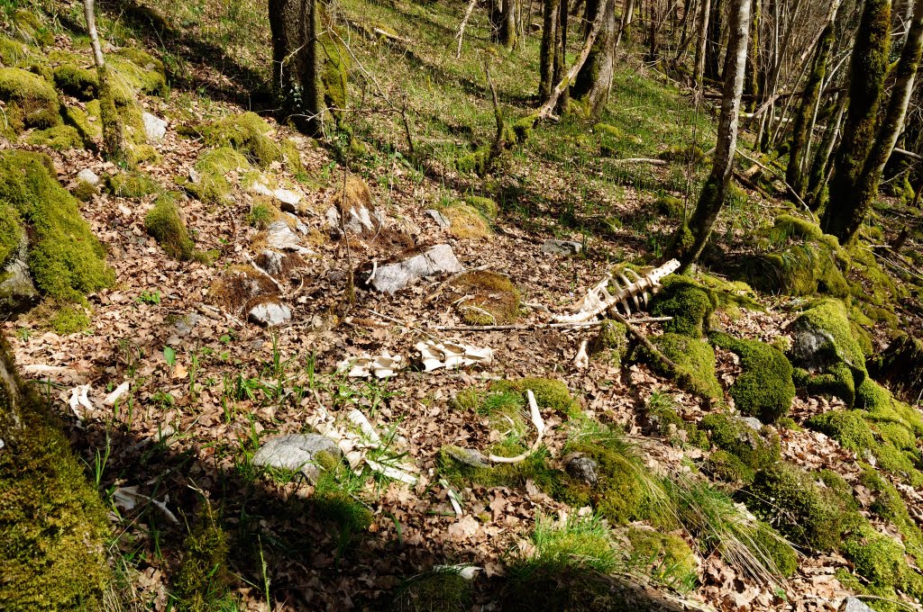 Sur les traces de la ligne d’Eygurande-Merlines à Bort-les-Orgues. by Tireman.