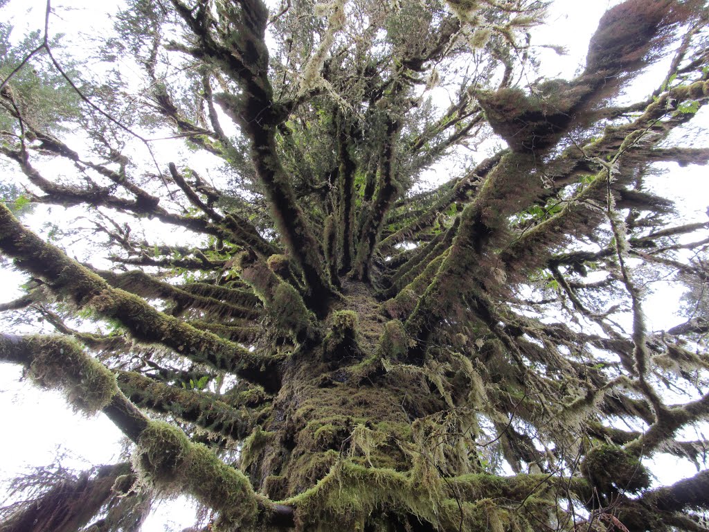 Old growth spruce by Jeremiah_OsGo