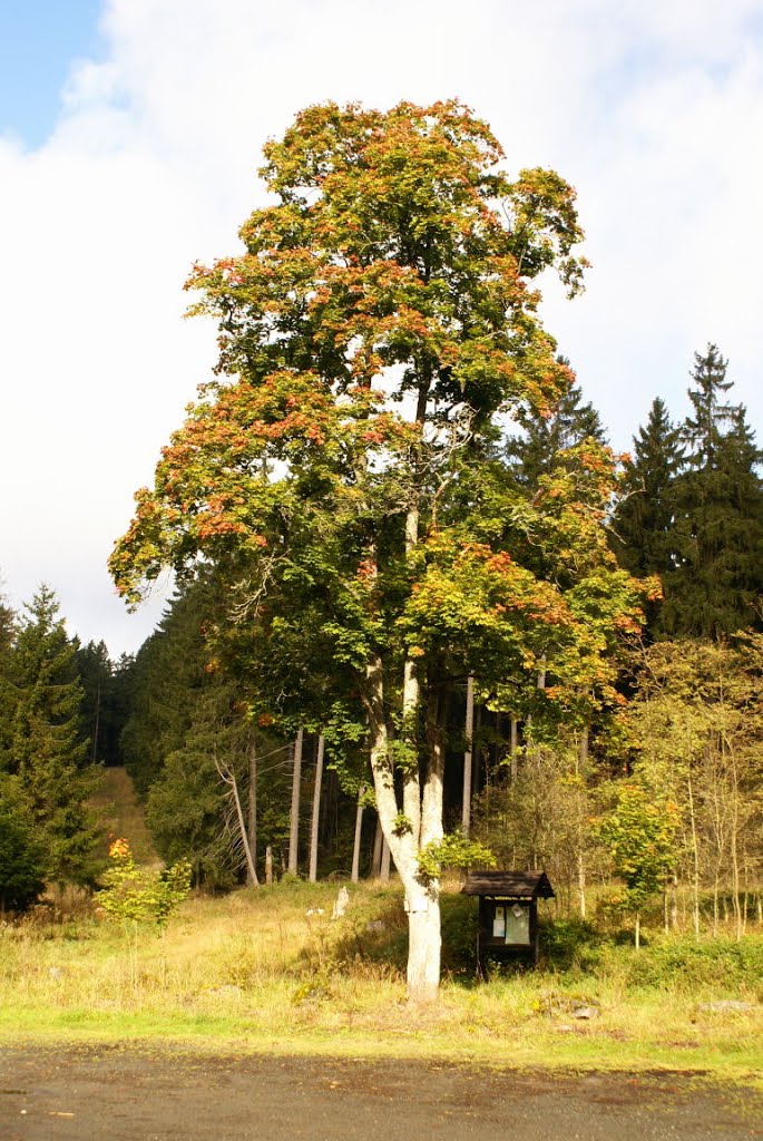 Am Bechlerstein (Harz) by Altmeister