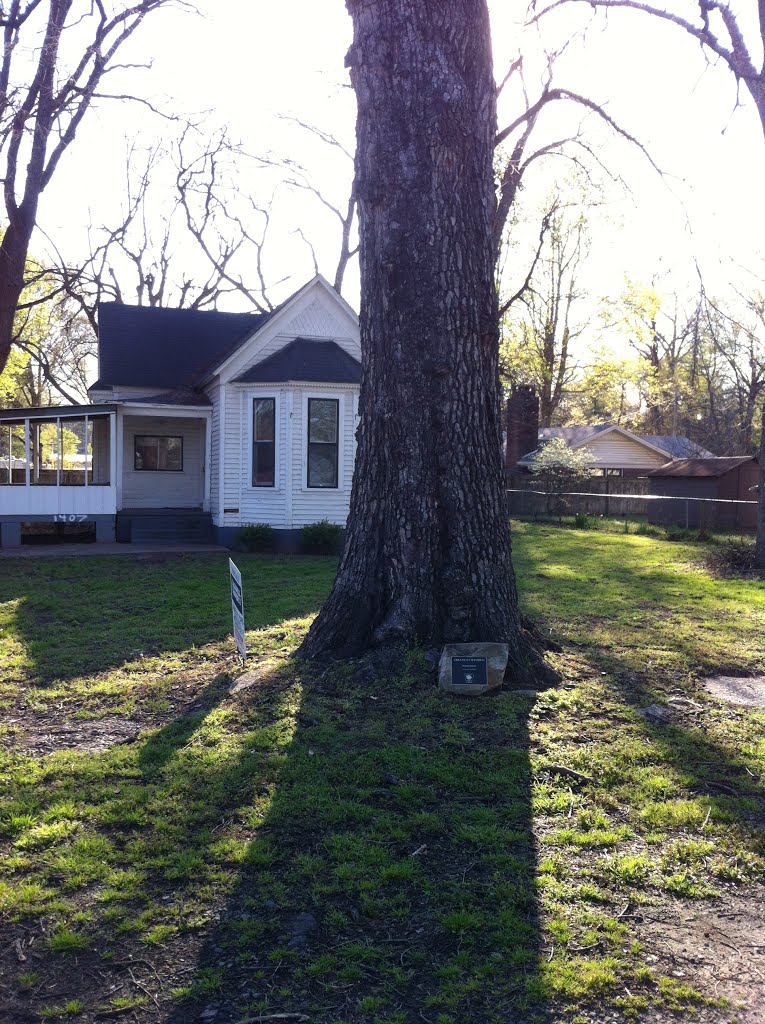 Largest Persimmon Tree in Arkansas by luke1757