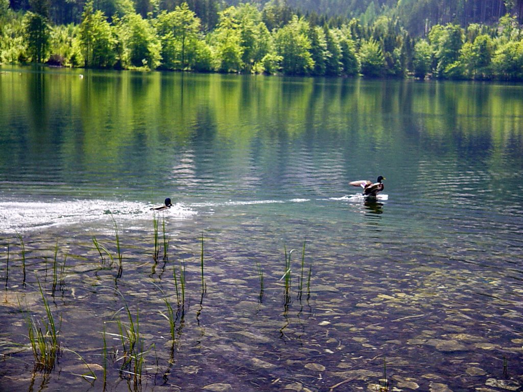 Hinterer Langbathsee by auferbauer