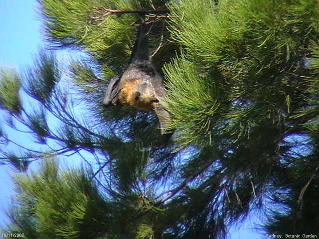 Sydney, A Bat In The Botanic Garden by János Antal