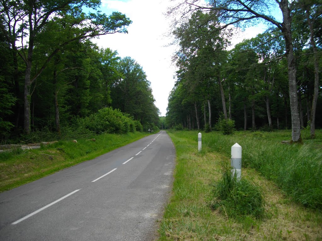 La D14 dans le bois des Chignolots pour Conflans by Claudius B.