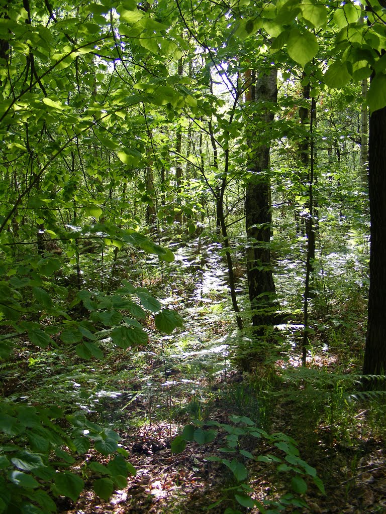 Grünewalde, Niederlausitz, Wanderweg in die Welkmühle, Der Welkmühlenwald. by velthurvik