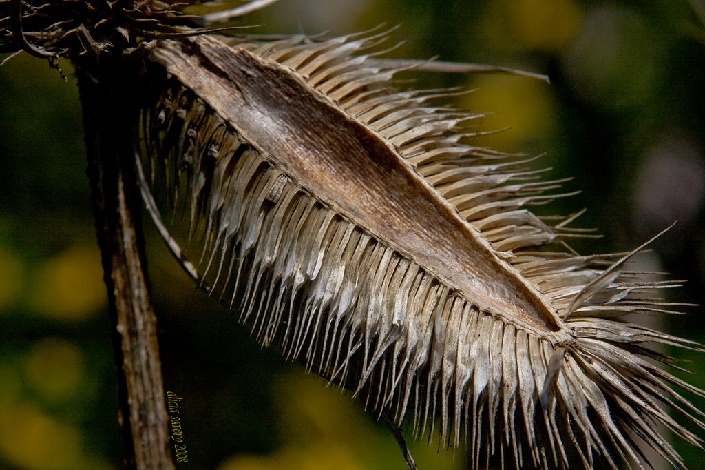 Thistle by ai savery