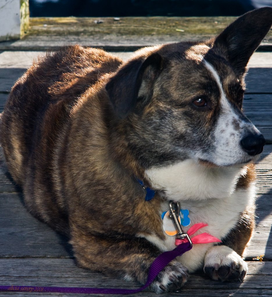 Popcorn, Mascot of the Marina by ai savery