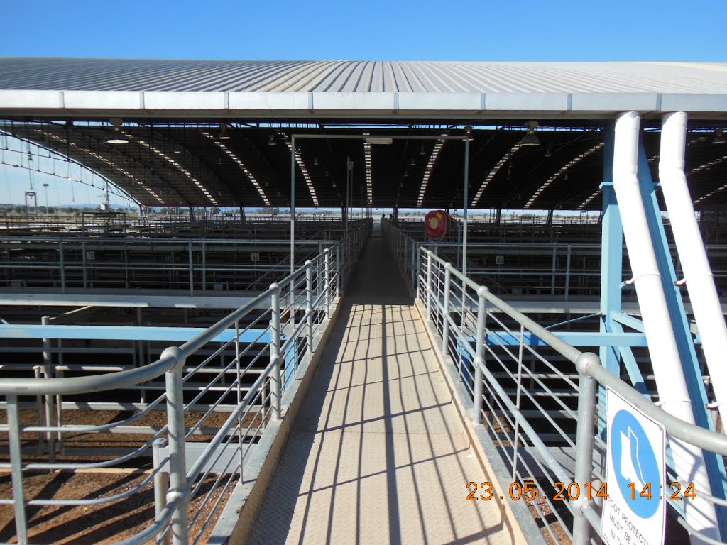 Forbes Central West Livestock Exchange, Looking Through the Cattle Building - 2014-05-23 by sandyriva