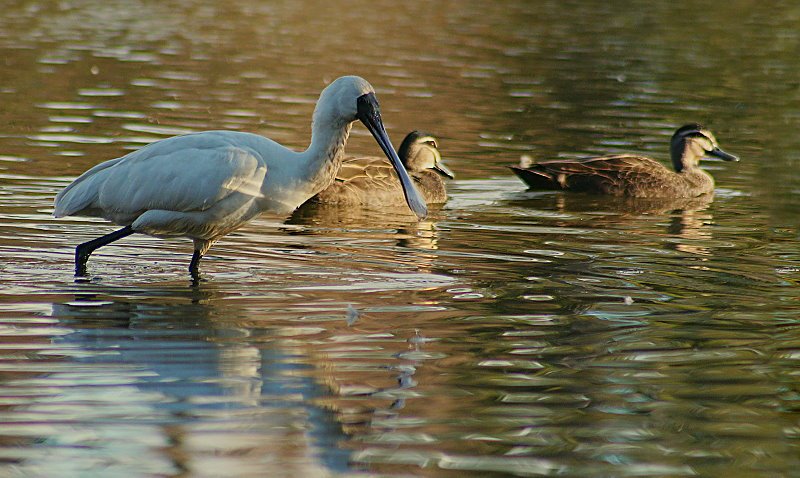 Richmond NSW 2753, Australia by paul sikora