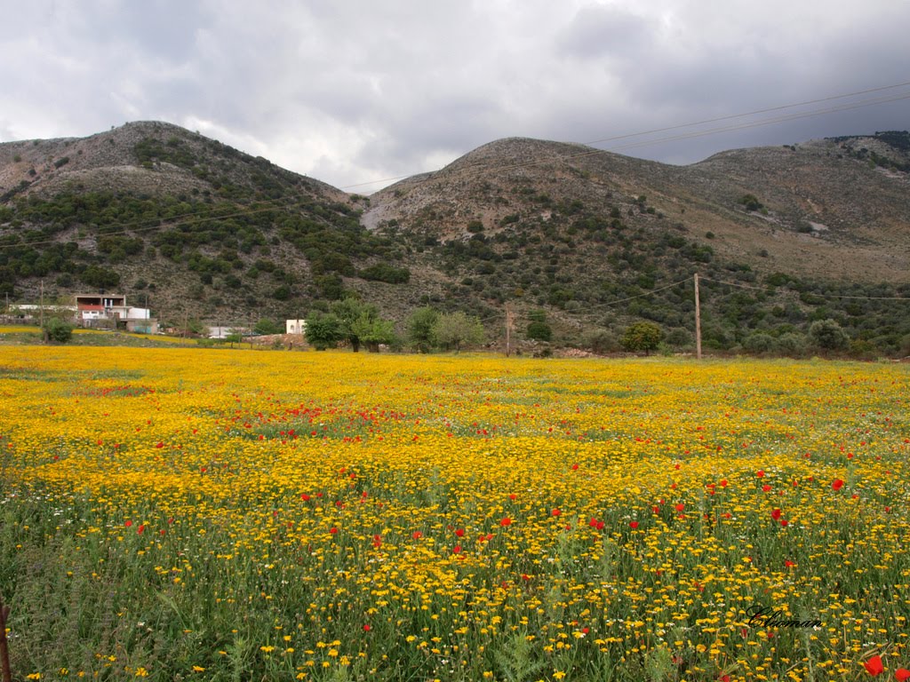 Οροπέδιο Κράπης, Σφακιά, Χανιά. / Sfakia Khania Greece. by Cleo Manoliou