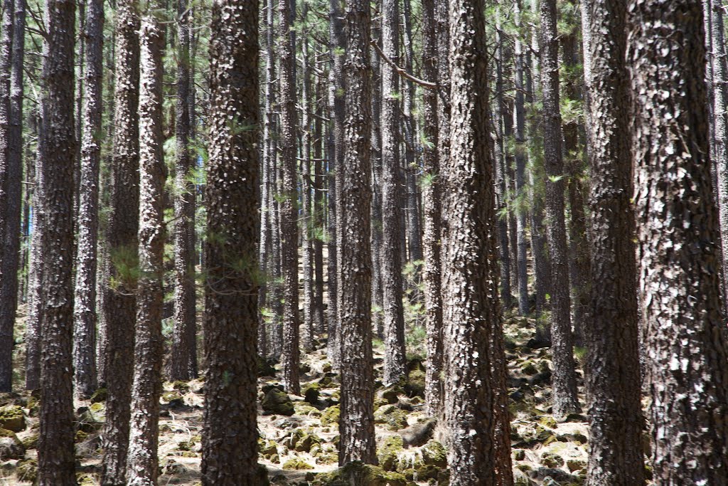 Pinus canariensis ( Canary island pine ) by milan.svanderlik