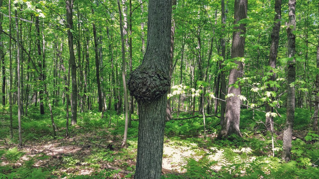 Loon Lake Woods State Natural Area by Aaron Carlson