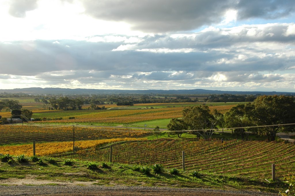 Barossa Valley by Lars Klint