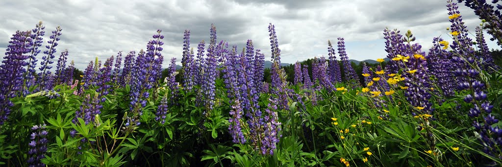 Lupines panorama by Evan Detrick