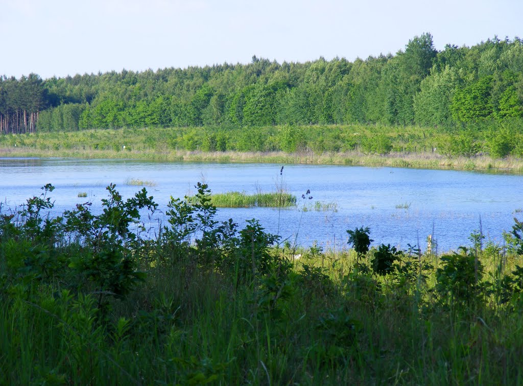 Schmaler See in Koynesee, Lauchhammer Nord, Niederlausitz, Östliches Ufer by velthurvik