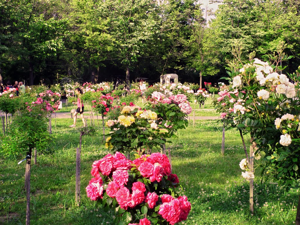 Alexandru Ioan Cuza Park, Bucharest by Transit_PO