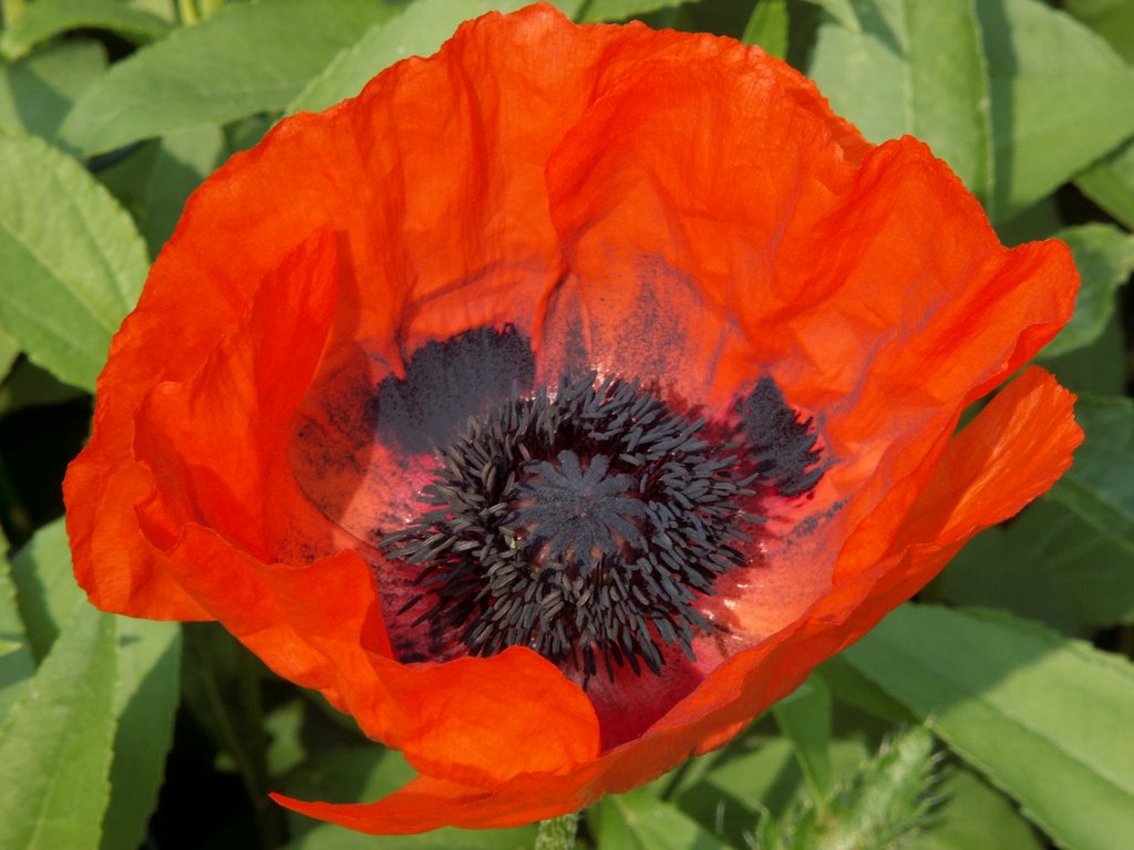 Poppy by Tjeert.Mensinga ©