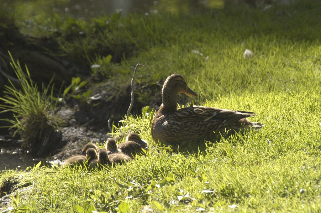 A mallard with babies, Vantaa, may 2008 by Risto Varhe