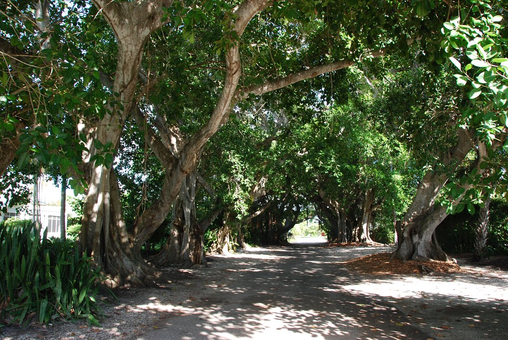 Banyan trees on Banyan street, Boca Grande, FL, USA by Dániel Szilágyi