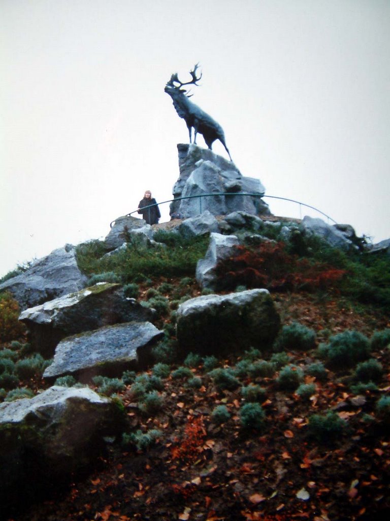 Caribou Newfoundland Park Beaumont Hamel by Stevethefusilier