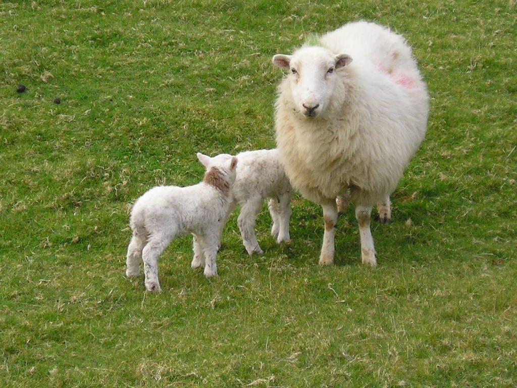 Lambs seeking refuge behind Mum by merseygolfnews