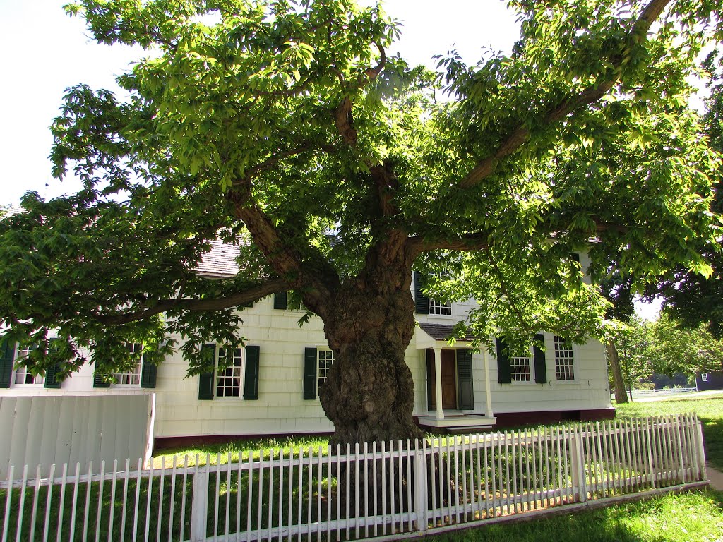 Old Tree at Longstreet House by Chris Sanfino