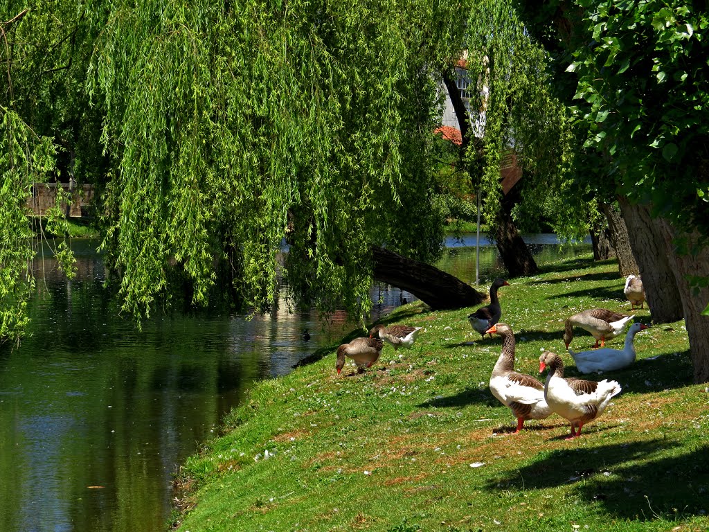 Patos by arponte