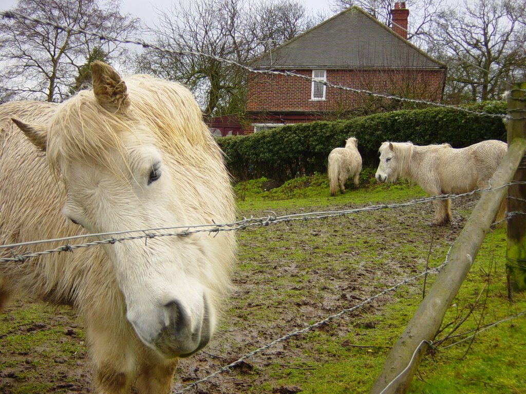 Binfield Ponies by gsaxby