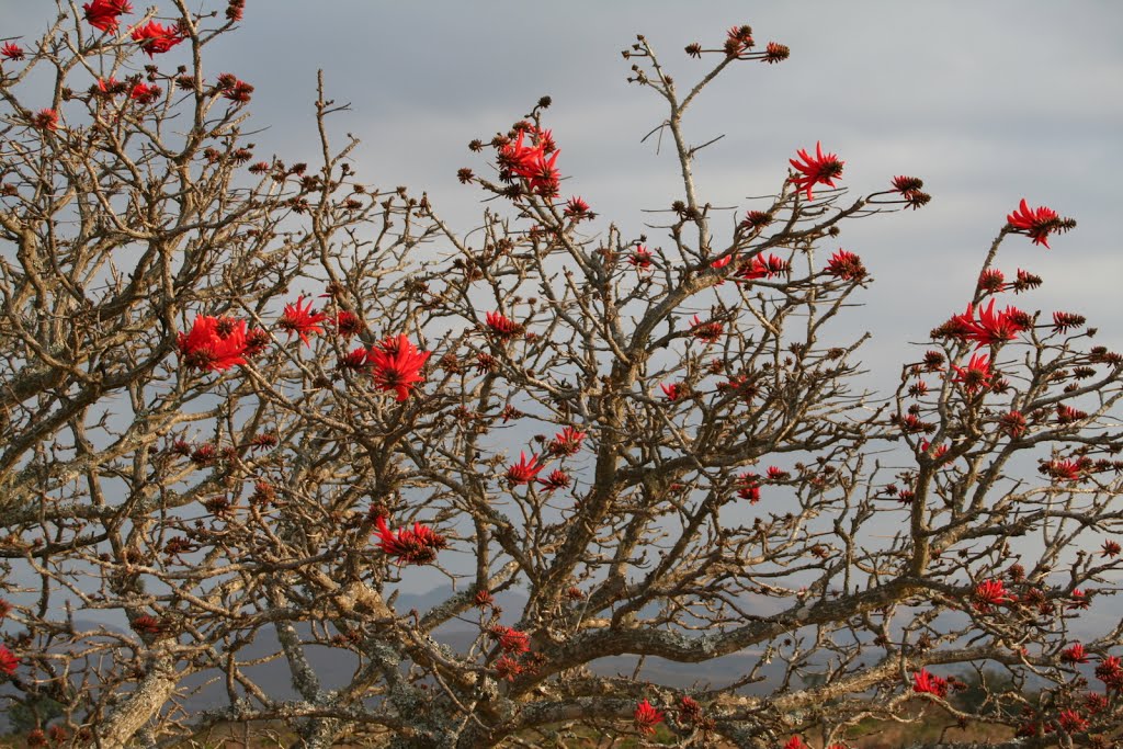 Tree on the blyde river canyon by Flavio Alberti