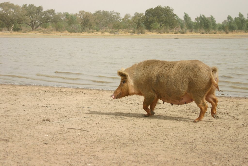 Pig is not afraid from Crocodiles, by Naglwitz by naglwitz@aon.at