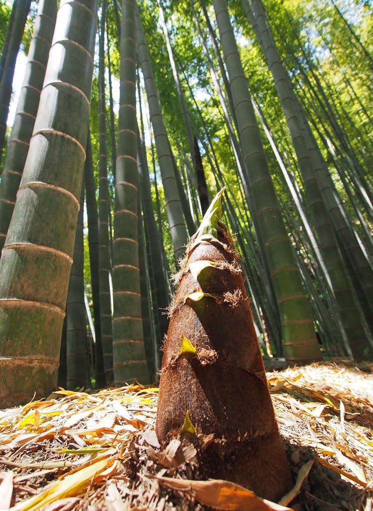 Bamboo Shoot at Houkokuji-Temple by SEIMA