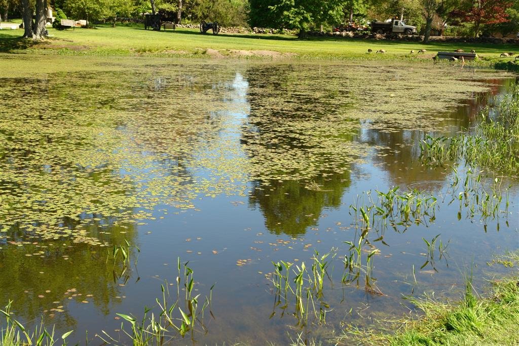 Lilly Pads on pond at Patton Memorial Park - Hamilton, MA by John M Sullivan