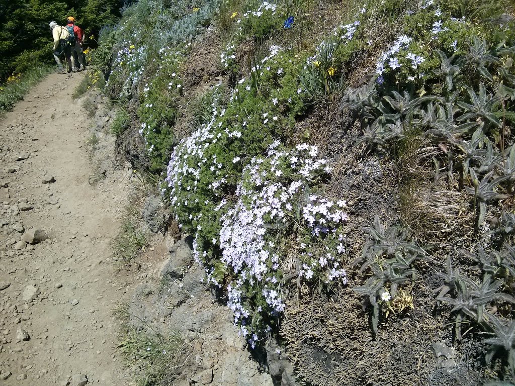 Cliffside Phlox by farcorners