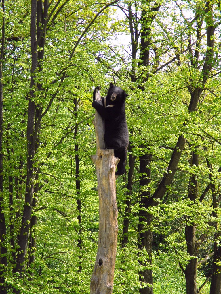 Mědvěd na stromě by Igor Hasa