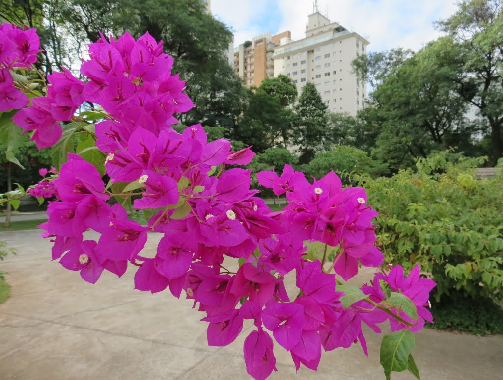 Primavera florida e Parque do Povo, São Paulo, SP, Brasil. by André Bonacin