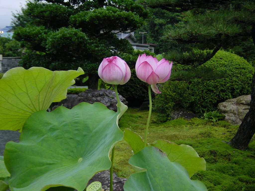 蓮のきれいな「妙躰寺」（新城市） by oota