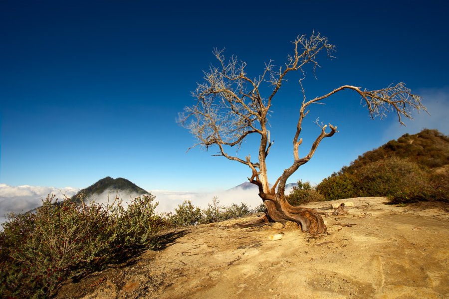 Ijen Tree by steveaxford